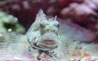 Who says fish don't wink?  Here's a photo of my lawnmower blenny, John Deere (aka J.D.) winking at me.  :)  Enjoy!