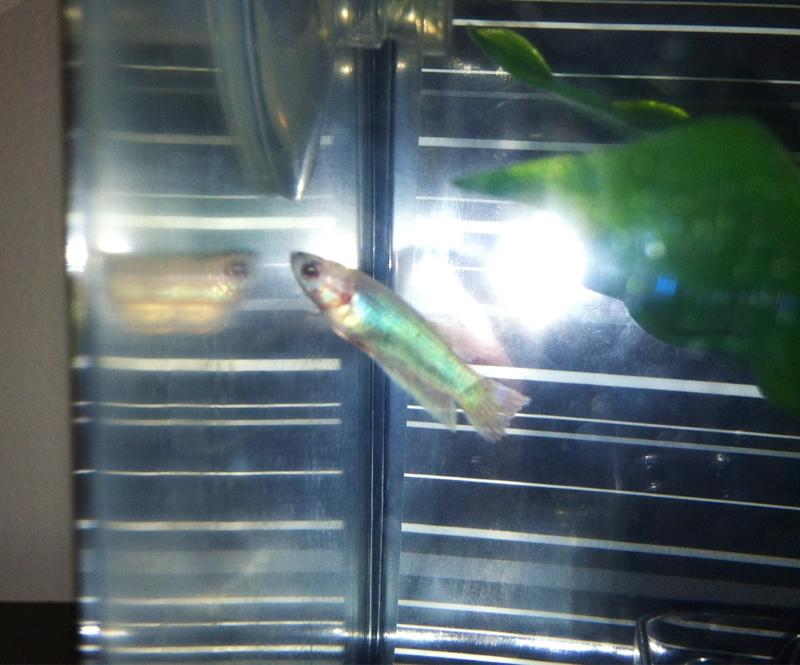 With the flash on, you can see how iridescent he/she looks!