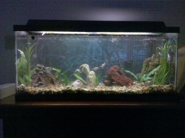 WOW! My tank looks nothing like this anymore. This brings back memmories of being so excited about decorating my first tank :-)