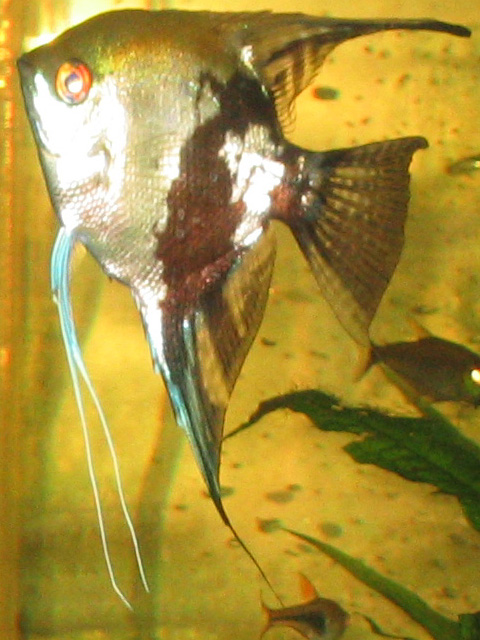 Yang, one of my original angels, and mother of a gajillion fry and 4 adults (had to sell 'em back to the lfs :-(