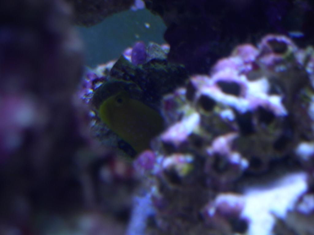 Yellow Headed Goby