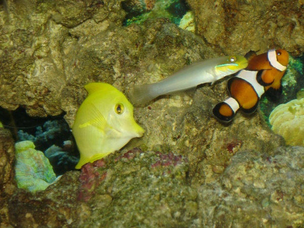 Yellow tang, Clown Fish and My Goby all in one picture