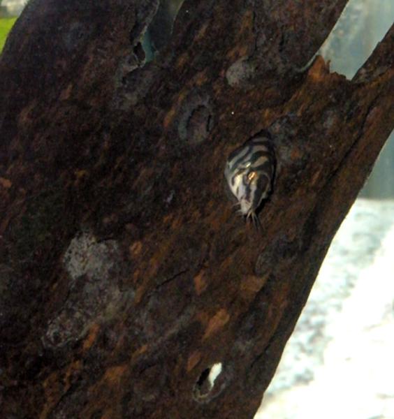 Yoyo loach hiding in his favourite piece of driftwood.  His name is Mister Muggletiffs :D