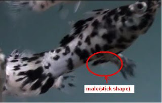 difference+male+female+dalmation+molly.jpg