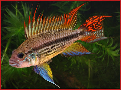 Double+Full+Red+Cockatoo+Cichlid.jpg
