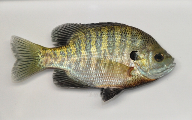 male-bluegill-sunfish2-from-hoover-reservoir-27may09-by-bz.jpg