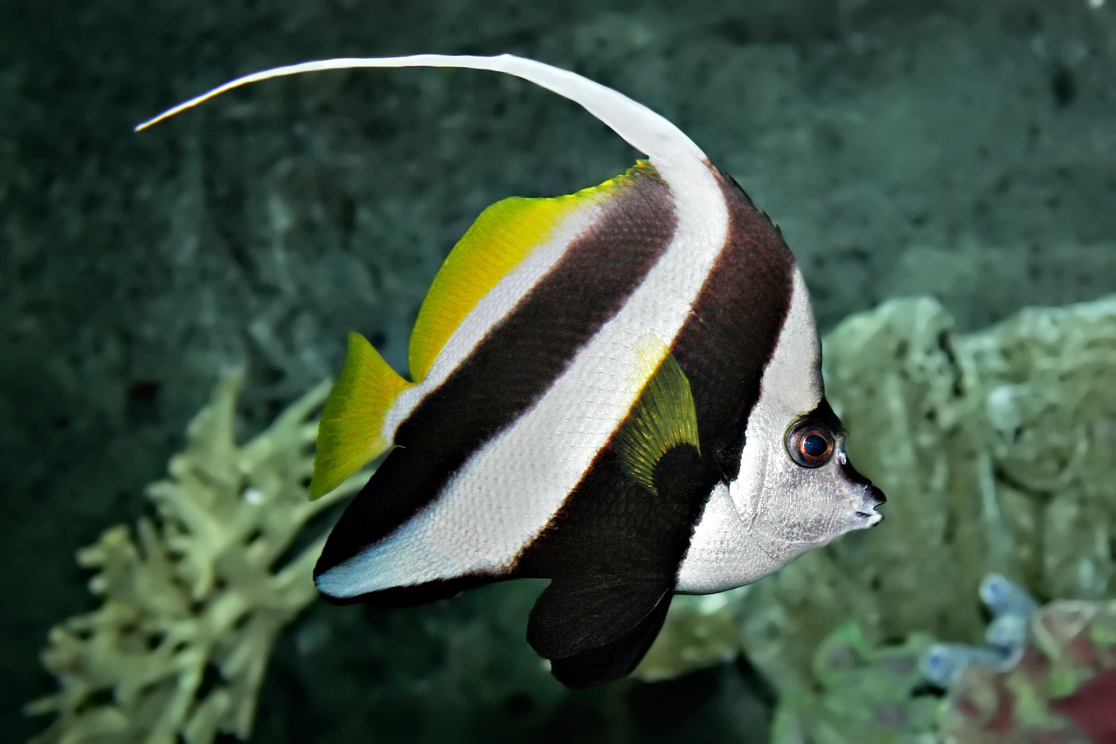 Pennant_coralfish_melb_aquarium_edit2.jpg