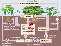 200px-Nitrogen_Cycle.svg.png