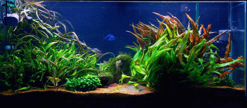 aquarium2%20120607.jpg