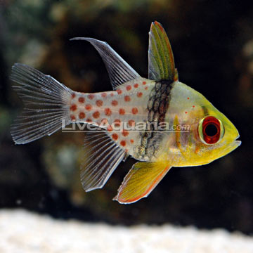 p-39336-cardinalfish.jpg