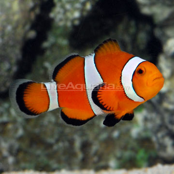 p-80188-clownfish.jpg
