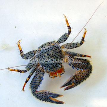 p-80342-crab.jpg