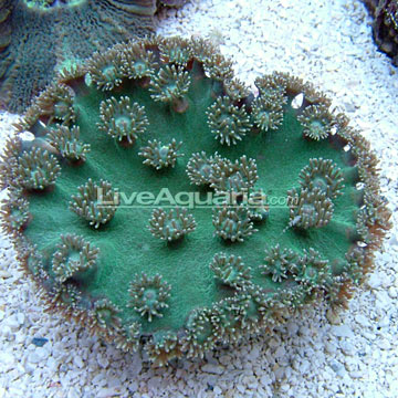 p-82365-coral.jpg