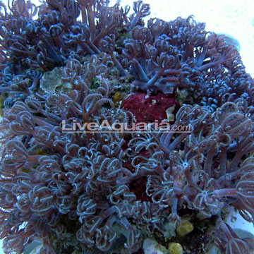 p-85511-coral.jpg