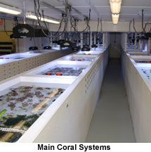 coral-farm-tour-main-coral-.jpg
