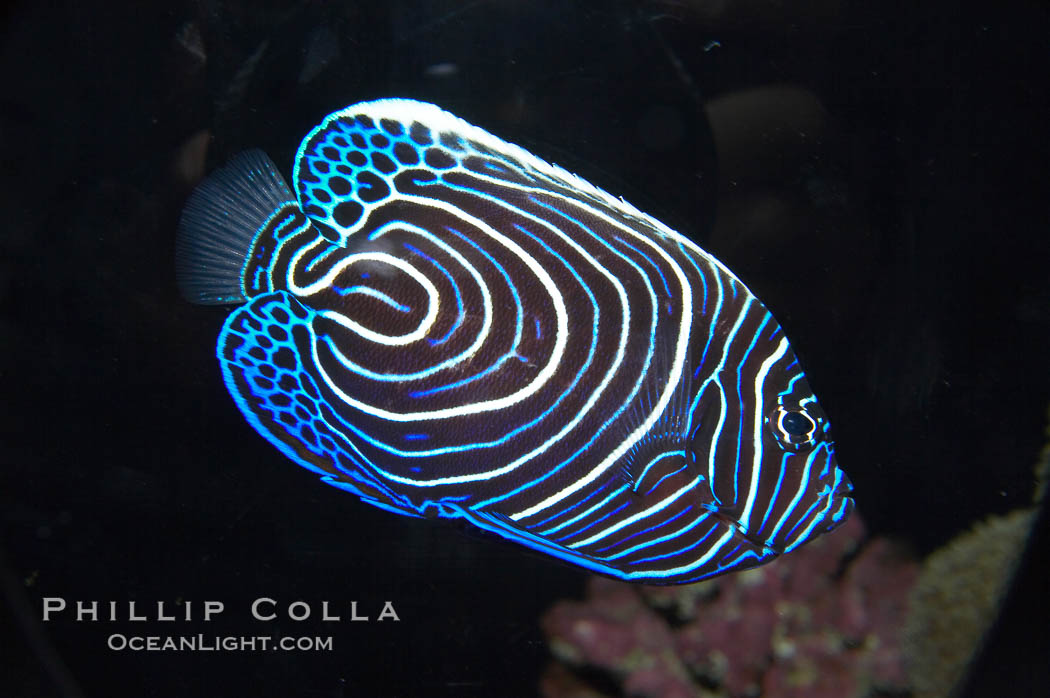 emperor-angelfish-pomacanthus-imperator-image-13742-990141.jpg