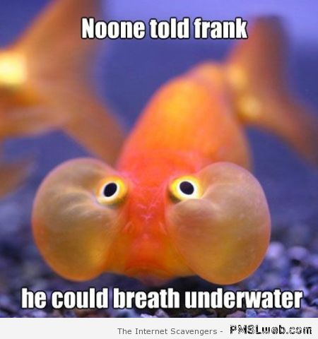 29-funny-fish-meme.jpg