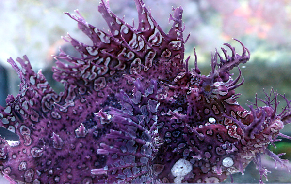 purplerhino.jpg