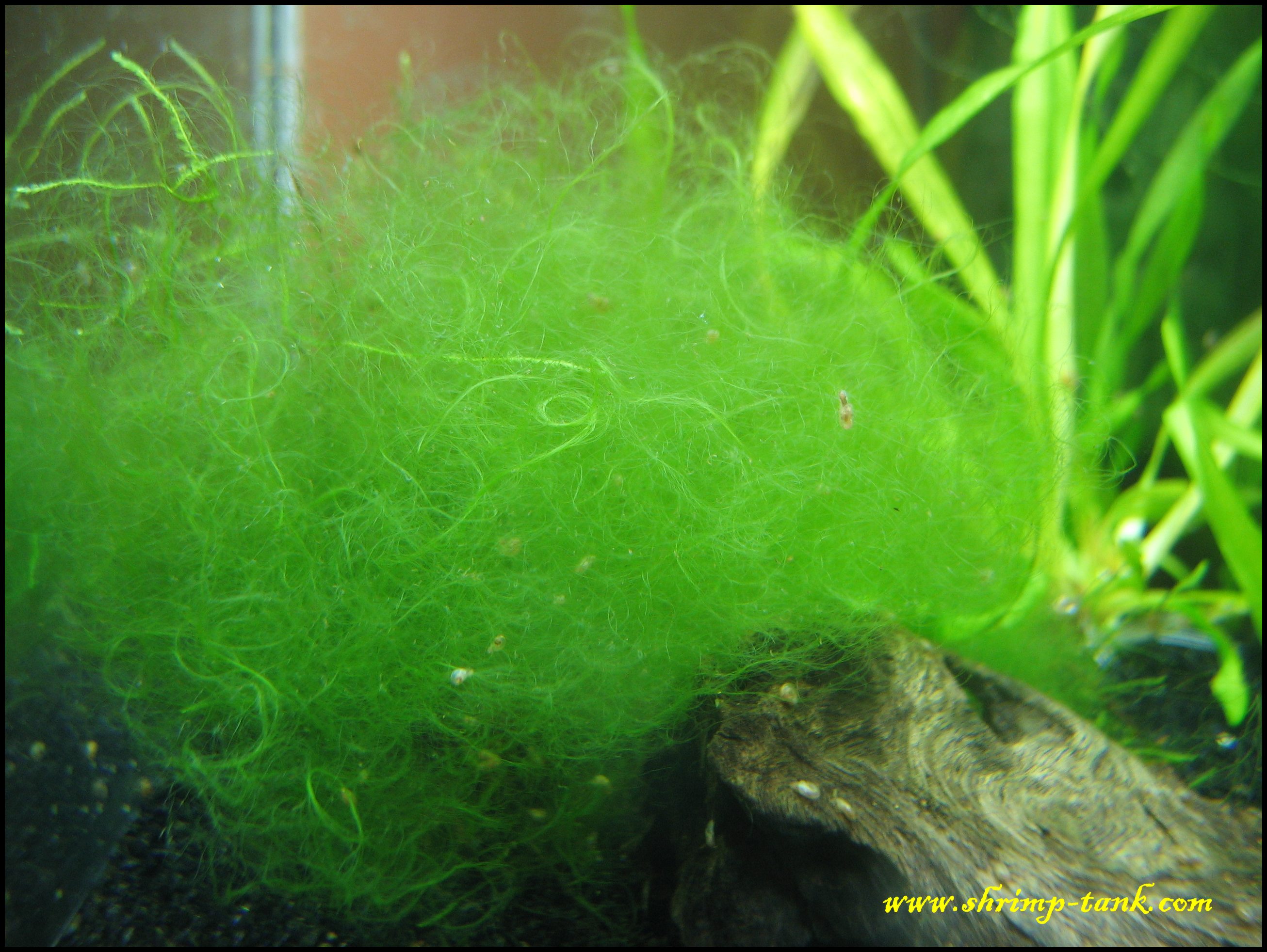 Thread-or-stringy-algae.jpg