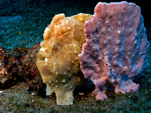 frogfish_camouflage.jpg