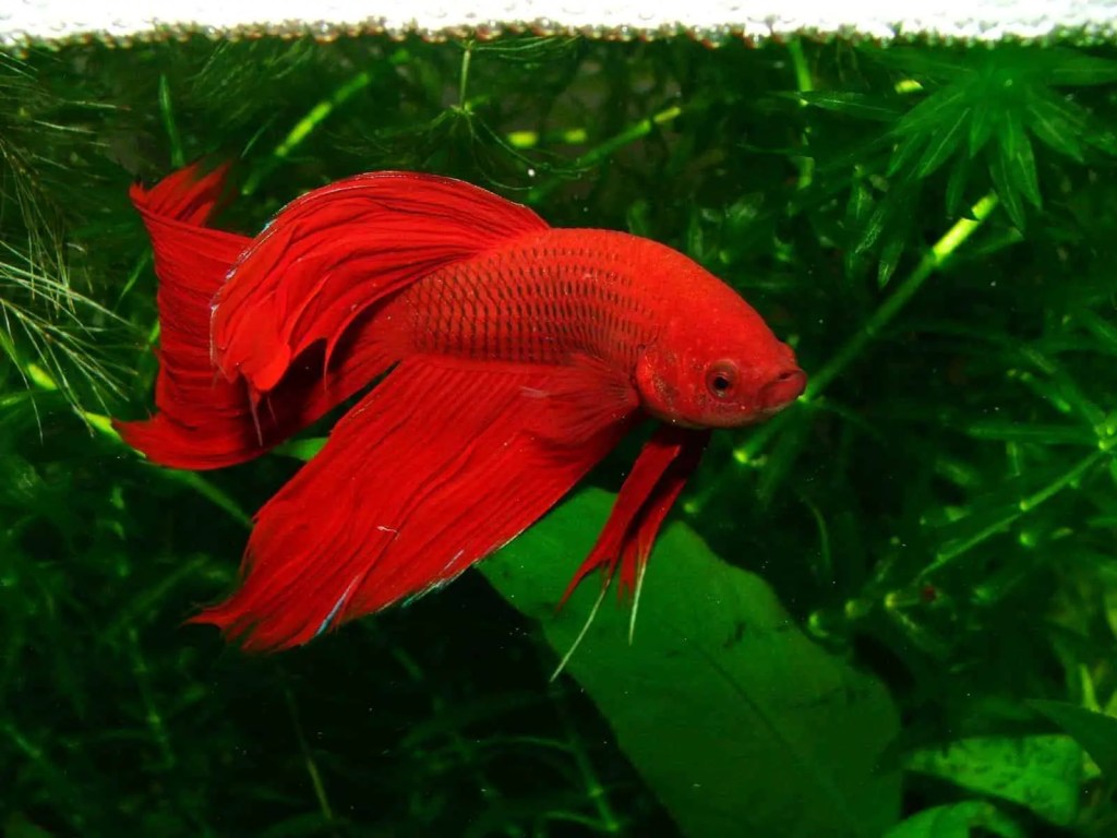 Red-Betta-Fish.jpg