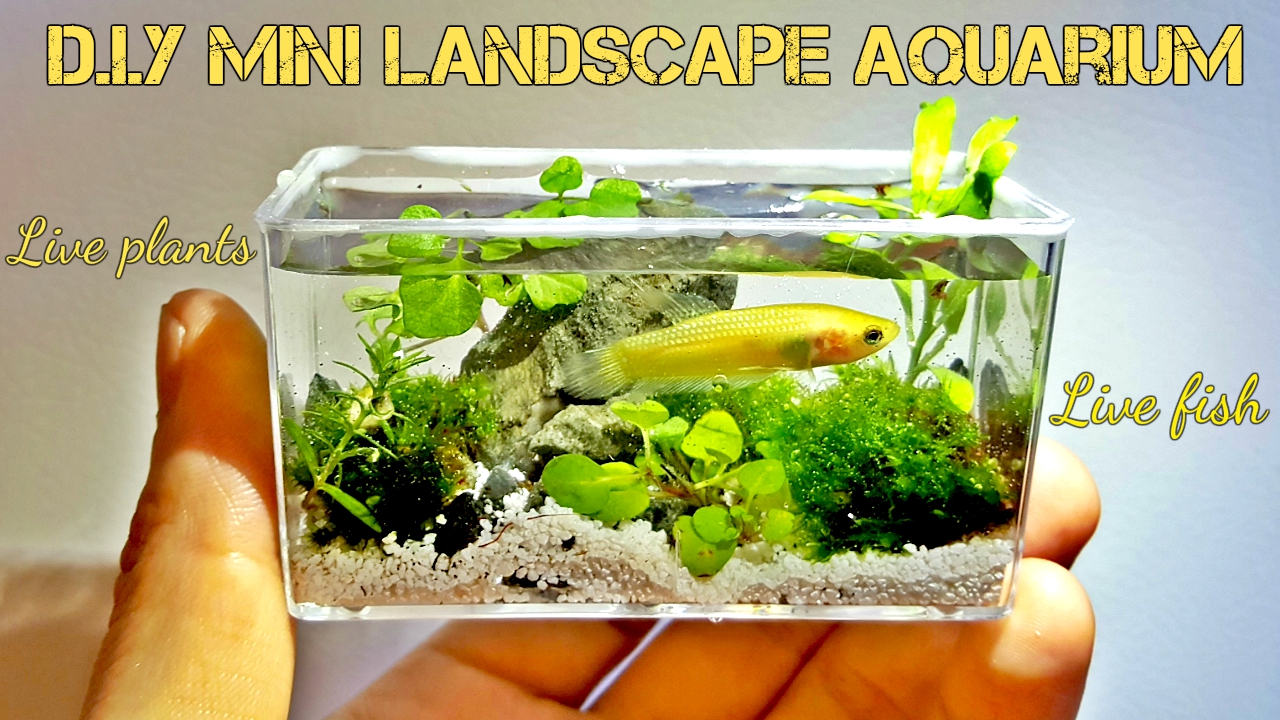 Diy_Mini_Aquarium_Fish_Tank_Landscape_Aquarium.jpg