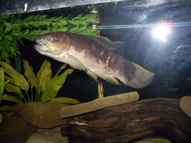 freshwater monster fish for aquarium