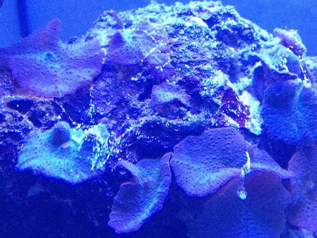 White hair algae in my reef?? How do I get rid of it? - Aquarium Advice ...