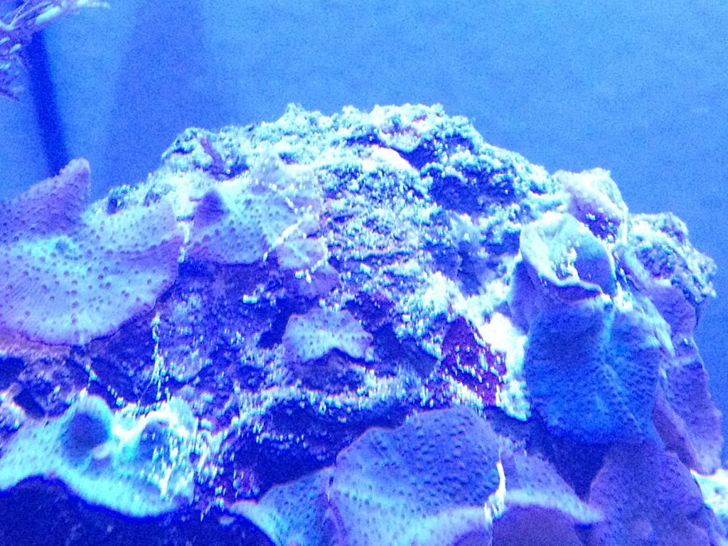 White hair algae in my reef?? How do I get rid of it? - Aquarium Advice ...