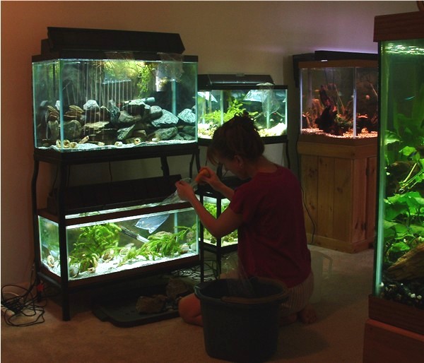 How to Hide Fish Tank from Landlord  