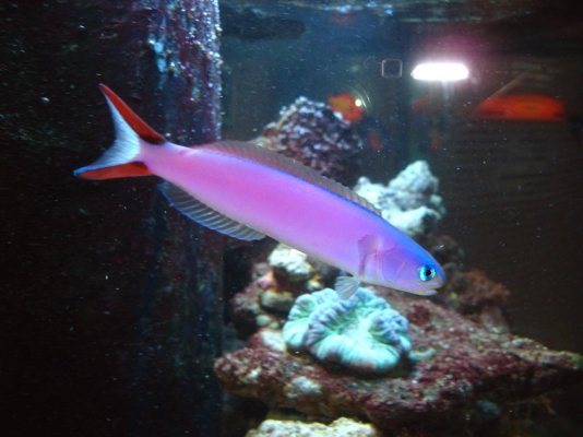 bluetilefishb.jpg