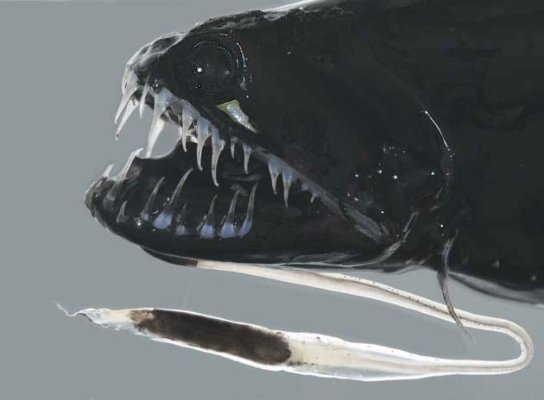 black_dragonfish_1_.jpg