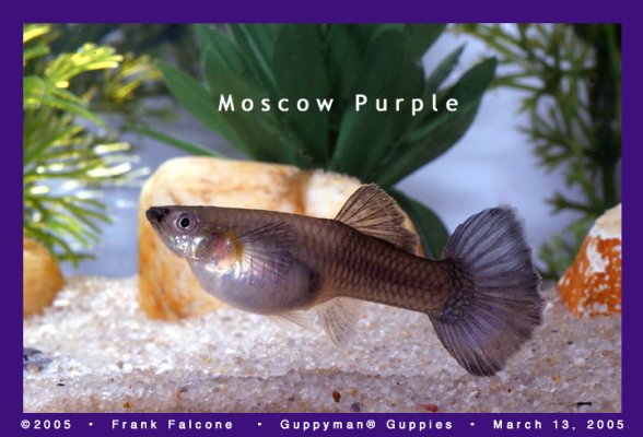 moscow_purple_female_1a_aa.jpg