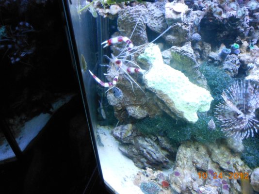 coral banded shrimp 005.jpg