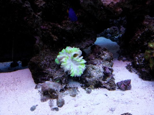 Sick coral.jpg
