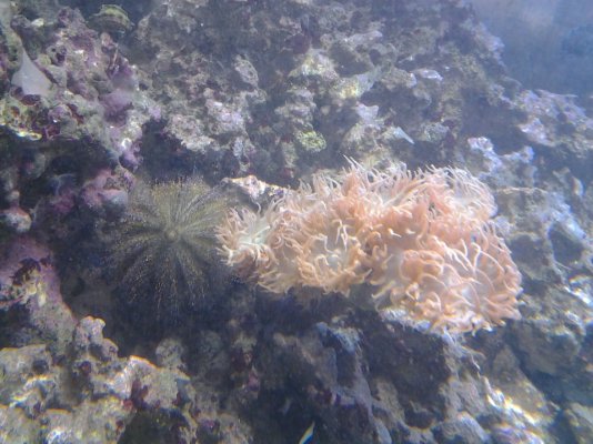 duncans and brown urchin.jpg