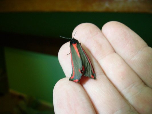 moth5_188.jpg