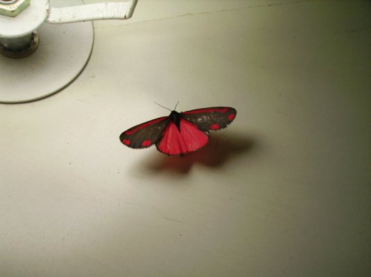 moth4_906.jpg