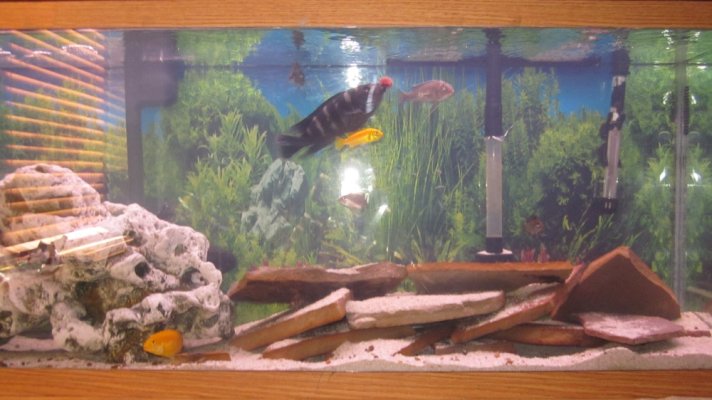 fish tank-cichlid 001.jpg