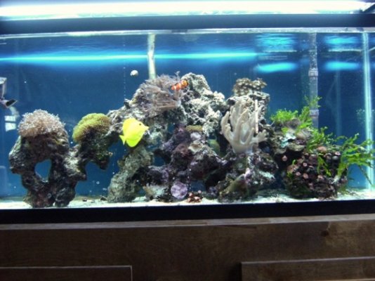 aquarium(1-1-08) 002.jpg