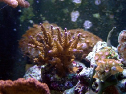 coral 074 585x438.jpg