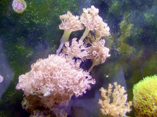 coral 085 585x438.jpg