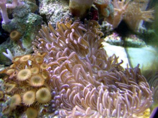 coral 105 585x438.jpg