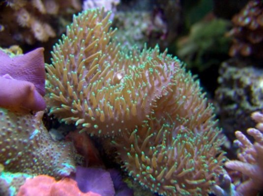 coral 015 585x438.jpg