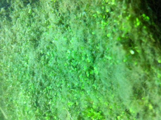 algae.JPG