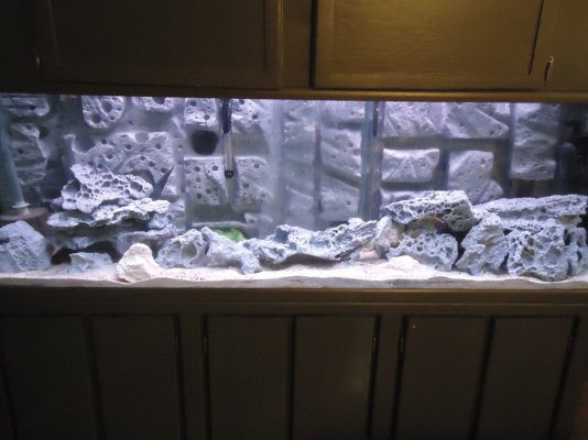fish tank 003.jpg