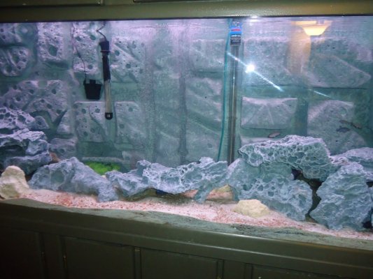 fish tank 015.jpg
