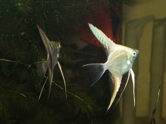 Angelfish from Carol 005.jpg