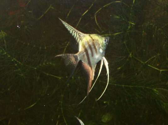 Angelfish from Carol 007.jpg