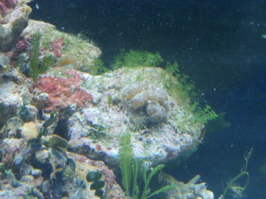 coral 004.jpg